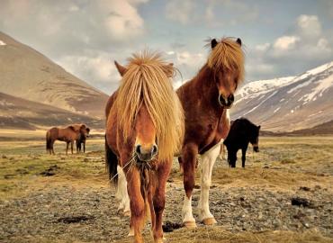 Konie na islandii